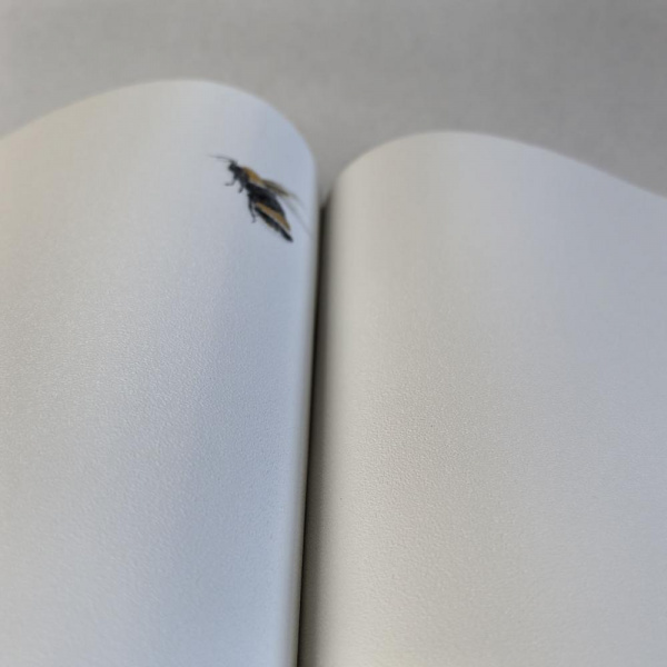 Andrea Rossi Cavolli 54418-1 Andrea Rossi Cavolli 54418-1